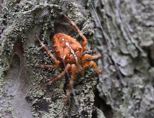 Cross Orbweaver