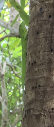 Jamaican Giant Anole