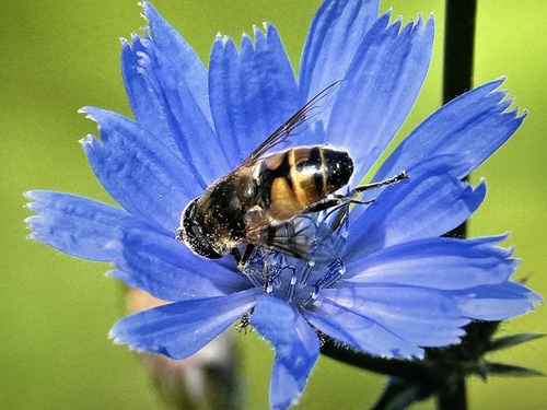 Common Drone Fly