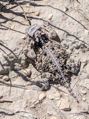 Texas Horned Lizard observed by lead_cloud