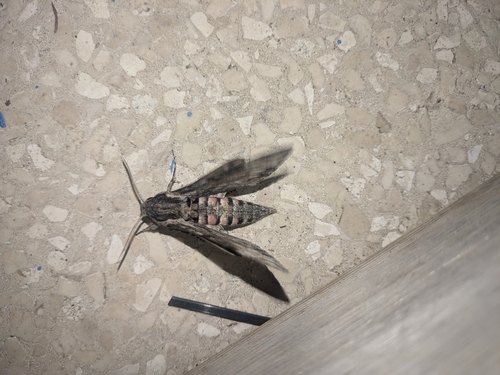 Convolvulus Hawkmoth