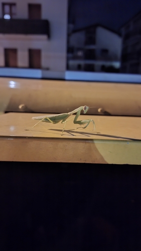 Transcaucasian Giant Mantis