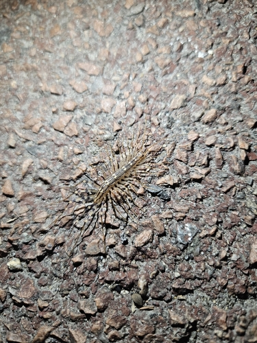 House Centipede