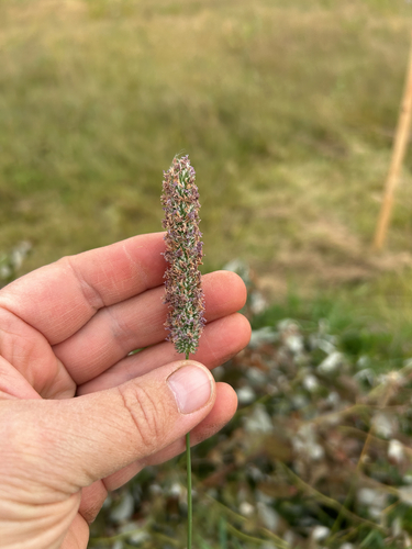 Timothy grass