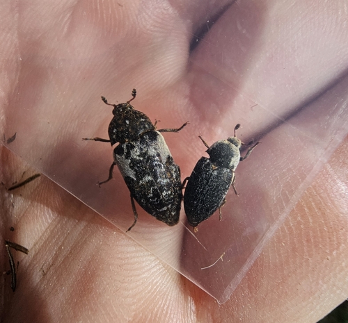 Common Carrion Beetle