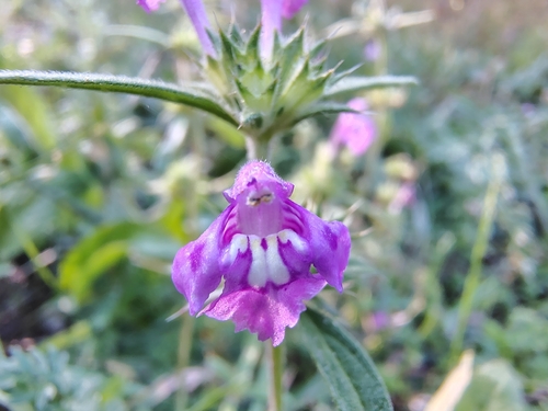 Red Hemp-nettle