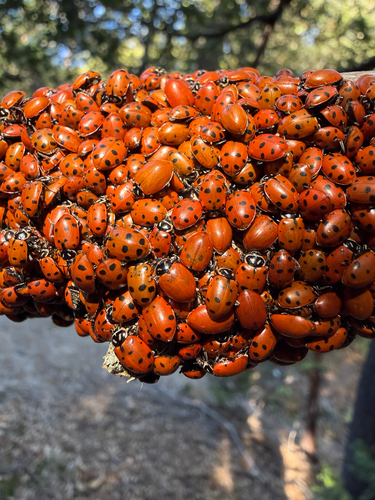 iNaturalist observation photo of Convergent Lady Beetle