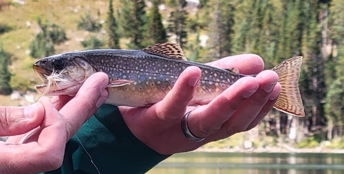Brook Trout