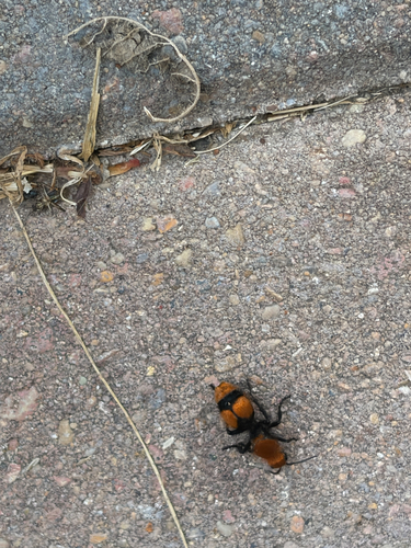Common Eastern Velvet Ant