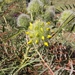 Astragalus macrocephalus finitimus - Photo (c) mustafa gökmen, כל הזכויות שמורות, הועלה על ידי mustafa gökmen