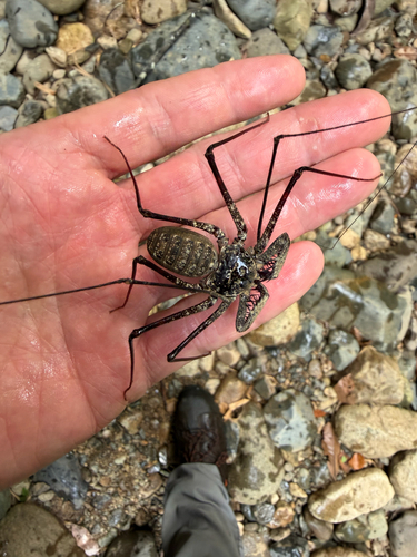 Phrynus longipes