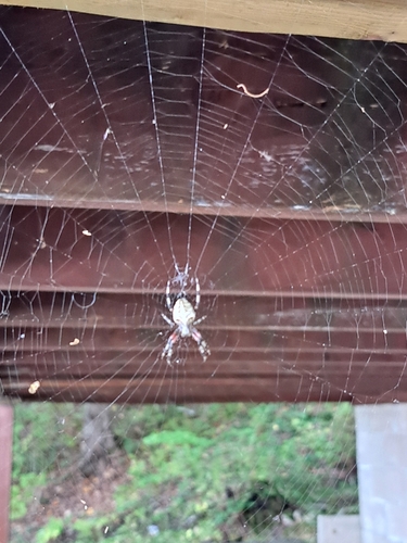 Nordmann's Orbweaver Spider