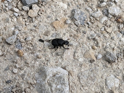 Scooped Scarab