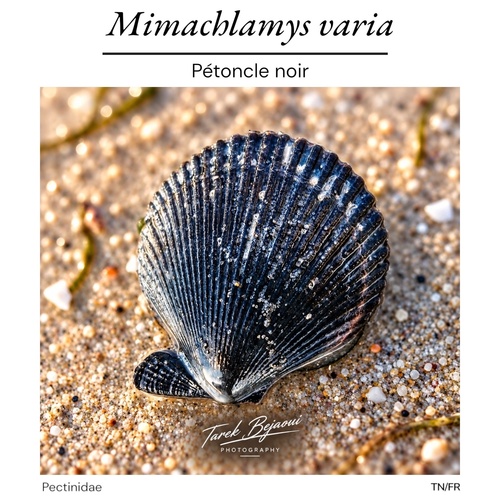 Variegated Scallop