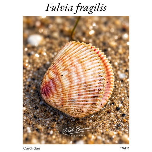 Fragile Cockle
