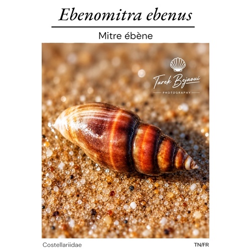 Ebenomitra ebenus