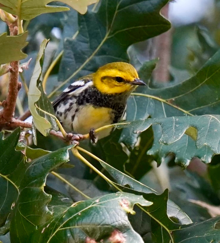 Black-throated Green Warbler