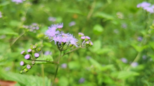 blue mistflower