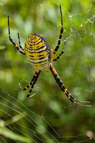 Banded Garden Spider