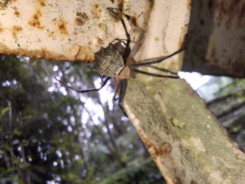 Argiope flavipalpis