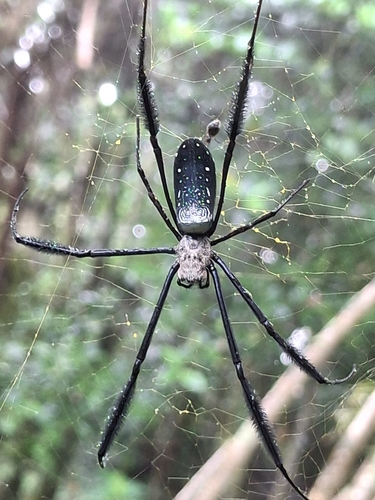 Hairy Golden Orb-weaving Spider