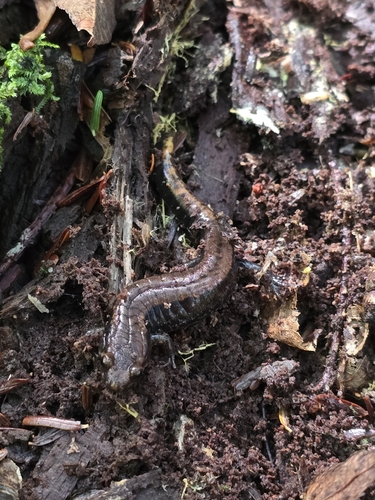 Allegheny Mountain Dusky Salamander
