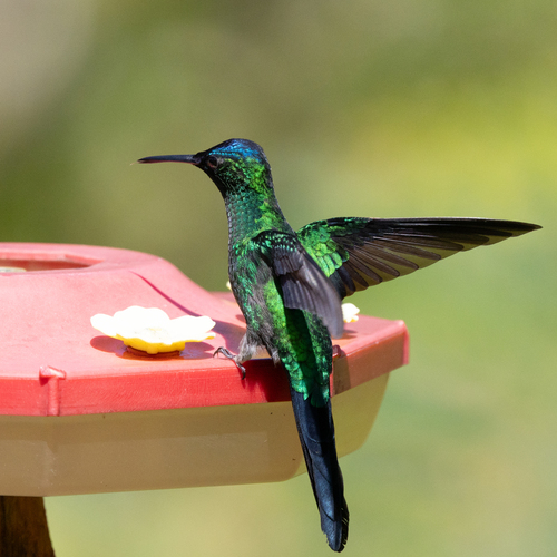 Violet-capped Woodnymph