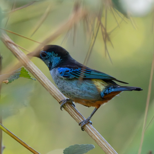 Opal-rumped Tanager