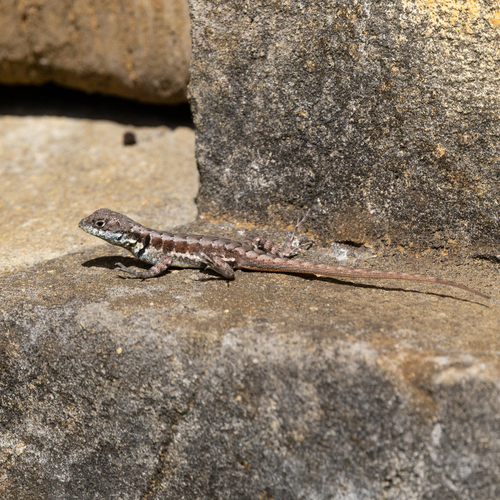 Amazon Lava Lizard