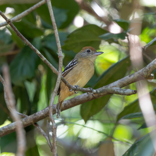 Sooretama Slaty-Antshrike