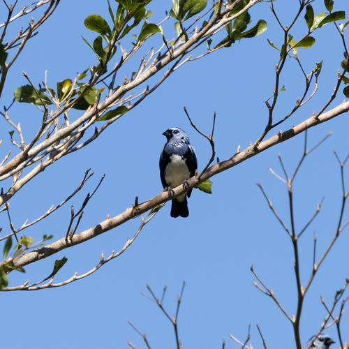 White-bellied Tanager