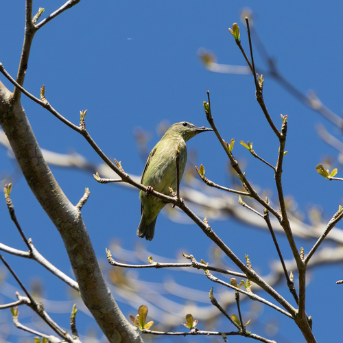 Red-legged Honeycreeper