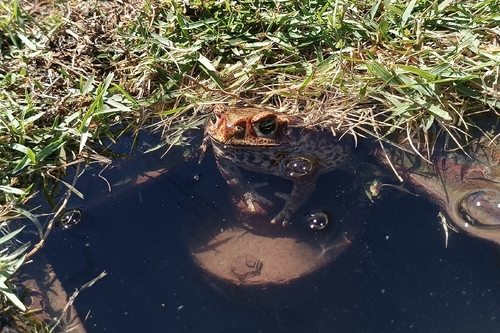 Cururu Toad