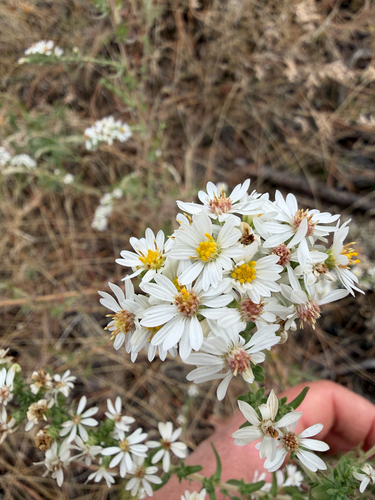 Symphyotrichum ericoides pansum
