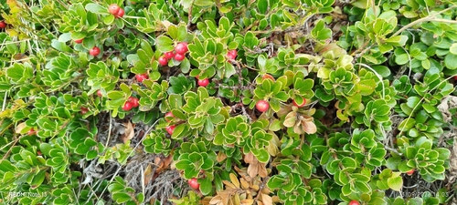 bearberry