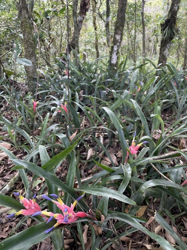 Billbergia euphemiae