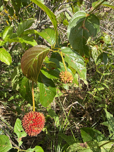 buttonbush