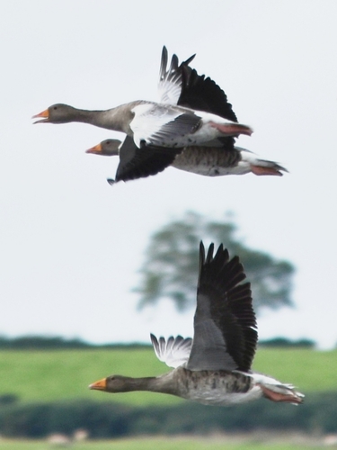 Greylag Goose