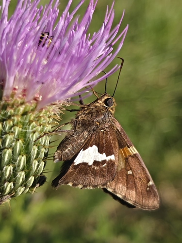 Silver-spotted Skipper