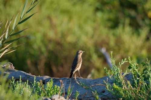 Northern Wheatear
