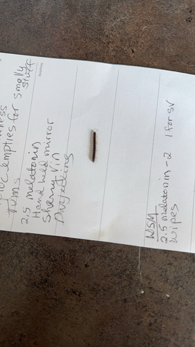 Greenhouse Millipede