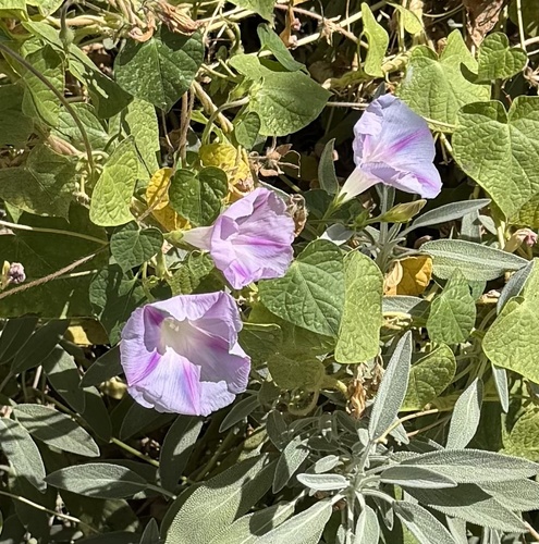 common morning-glory