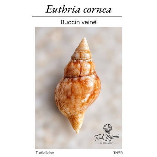 Spindle Euthria