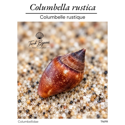 Rustic Dove-shell
