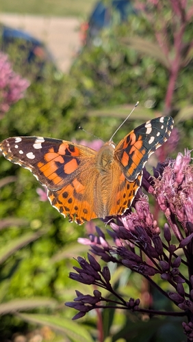 Painted Lady