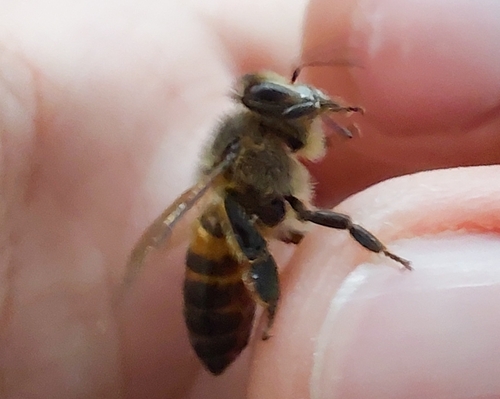 Western Honey Bee