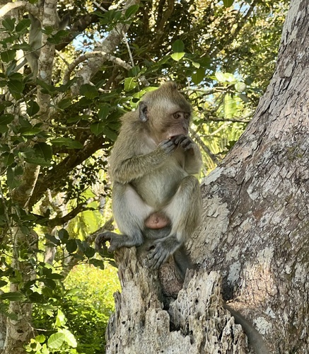 Long-tailed Macaque