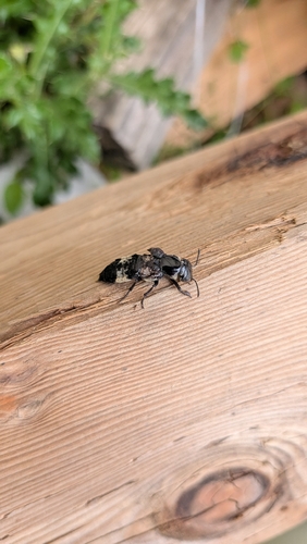 hairy rove beetle