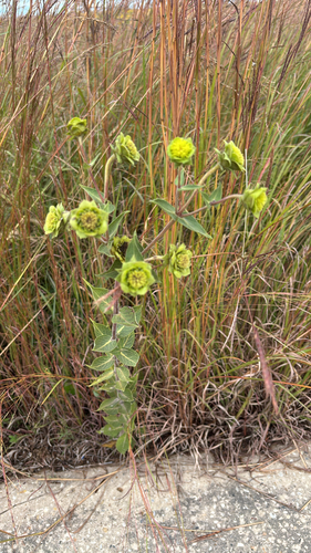 prairie rosinweed