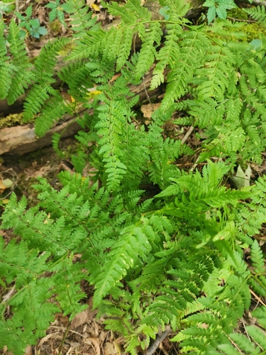 intermediate wood fern
